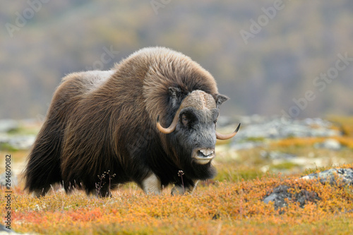 Muskox (Ovibos moschatus), Bull, Dovrefjell National Park, Norway, Europe photo