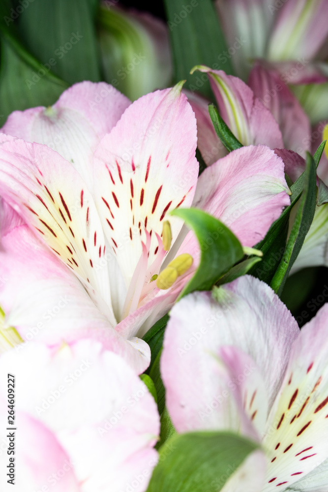 Obraz premium Alstroemeria Peruvian Pink and White Lily on Black Background