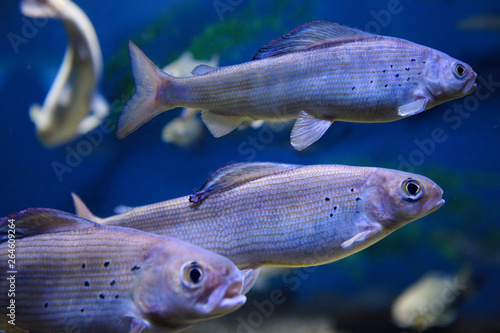 Photography School of Arctic Grayling cold freshwater fish swimming underwater in aquarium T