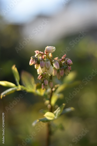 Blütenknospen einer Heidelbeere (Vaccinium myrtillus)