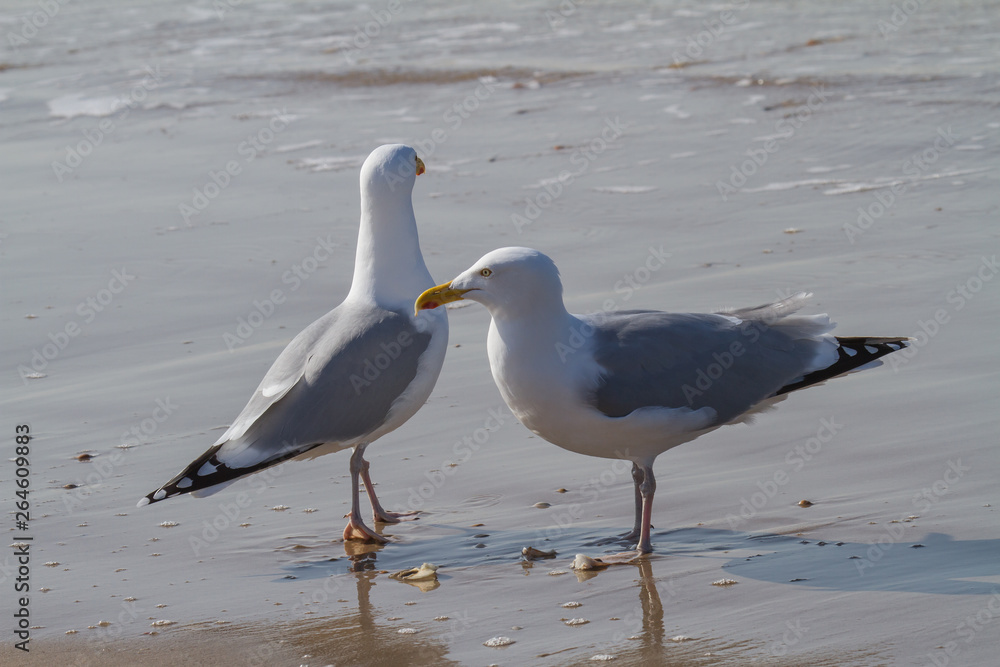 two seagulls standing on the beach close to the water two seagulls standing on the beach close to the water