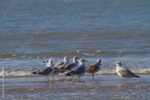 a group of seagulls is standing in the water