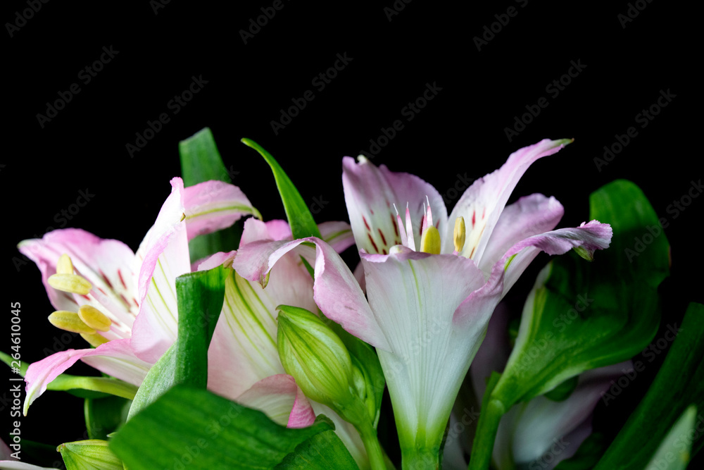 Alstroemeria Peruvian Pink and White Lily on Black Background Alstroemeria Peruvian Pink and White Lily on Black Background