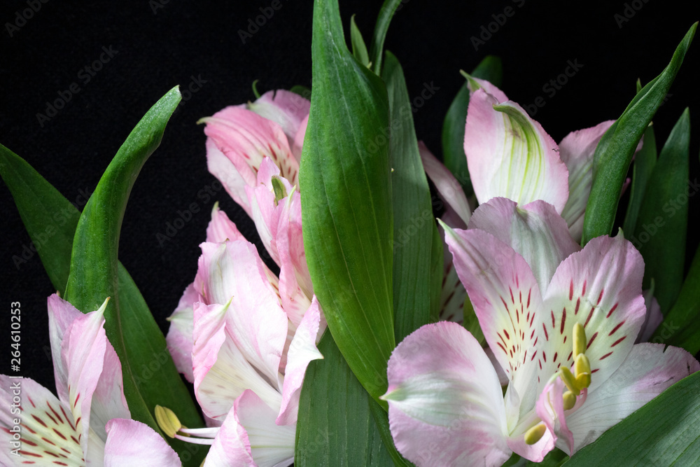 Alstroemeria Peruvian Pink and White Lily on Black Background Alstroemeria Peruvian Pink and White Lily on Black Background