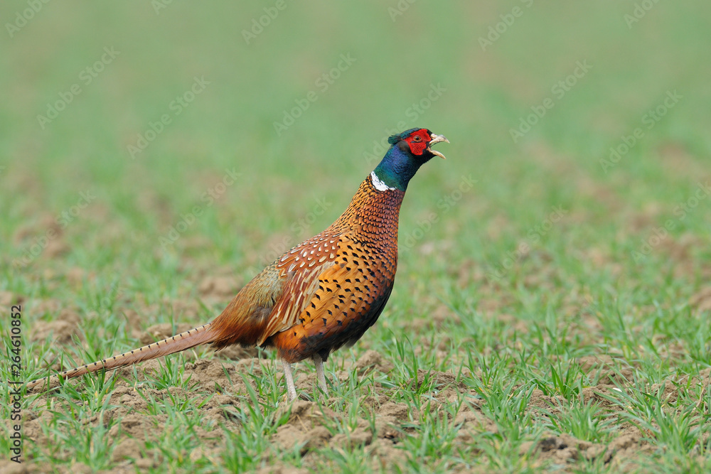 Fototapeta premium Pheasant in spring, Male, Germany, Europe
