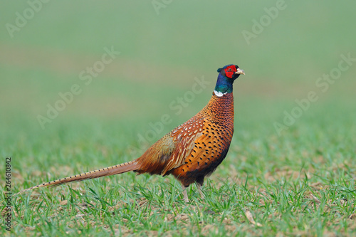 Pheasant in springtime, Male, Germany, Europe