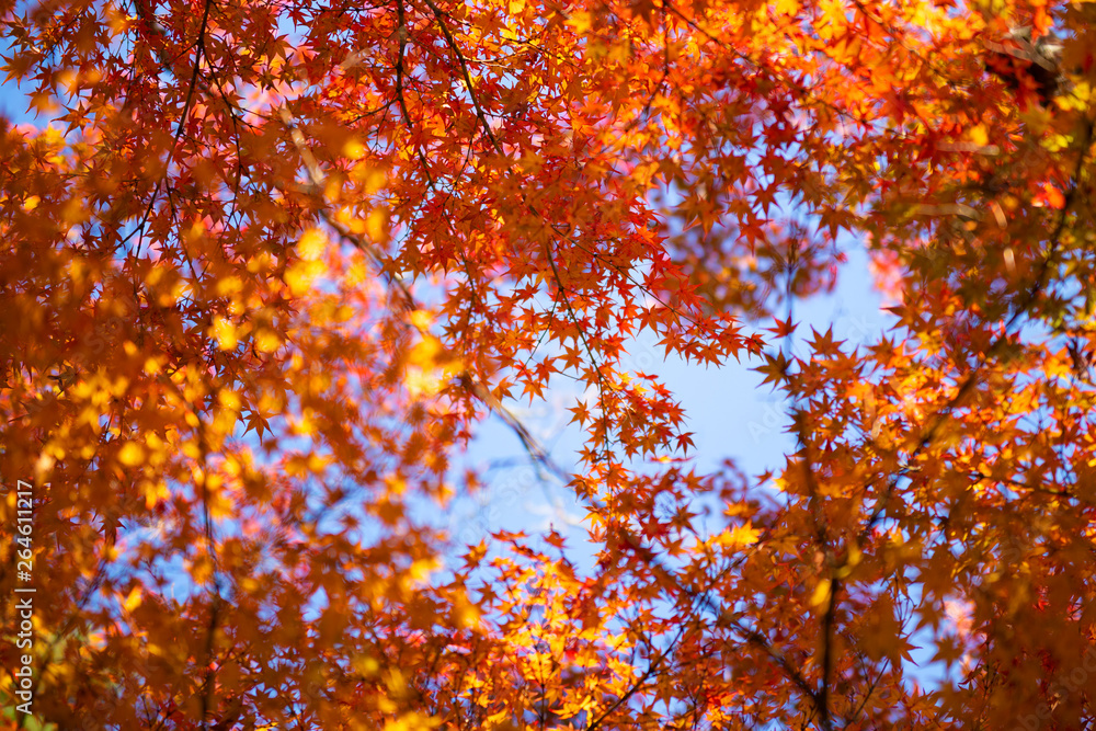 The beautiful nature Autumn background in Japan in day time. The beautiful nature Autumn background in Japan in day time.