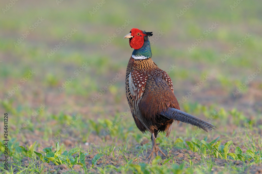 custom made wallpaper toronto digitalPheasant in springtime on field, Male, Germany, Europe