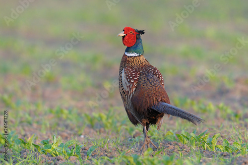 Wallpaper Mural Pheasant in springtime on field, Male, Germany, Europe Torontodigital.ca
