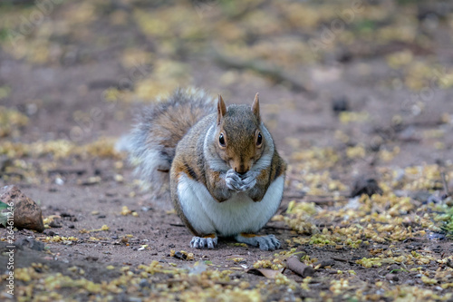 red squirrel eating a nut