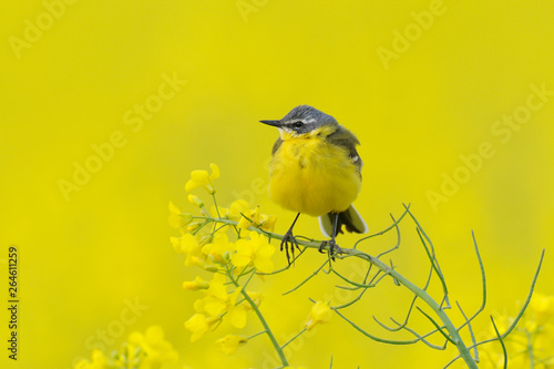 Yellow wagtail in canola field, Germany, Europe