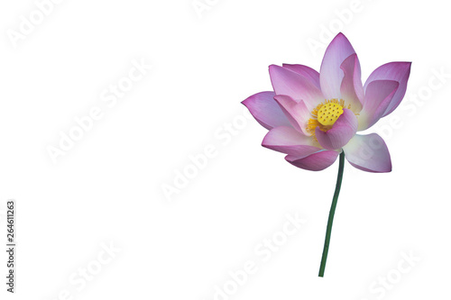 A beautiful pink lotus clipping path
