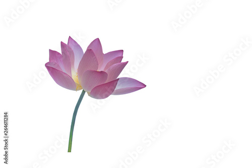 A beautiful pink lotus clipping path on white background