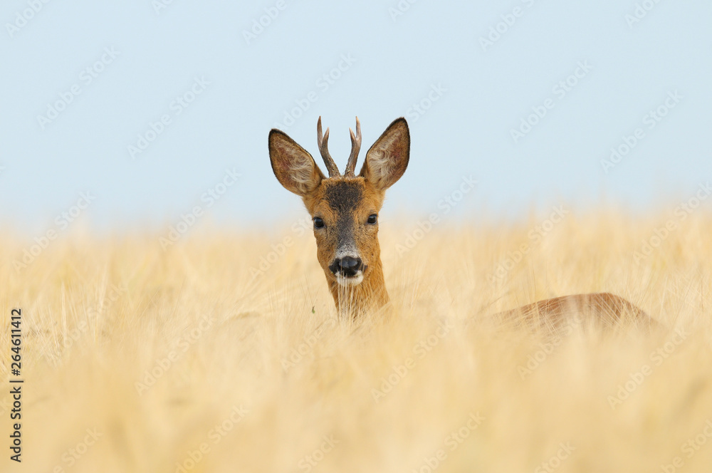 Western Roe Deer (Capreolus capreolus), Roebuck, Germany, Europe Western Roe Deer (Capreolus capreolus), Roebuck, Germany, Europe