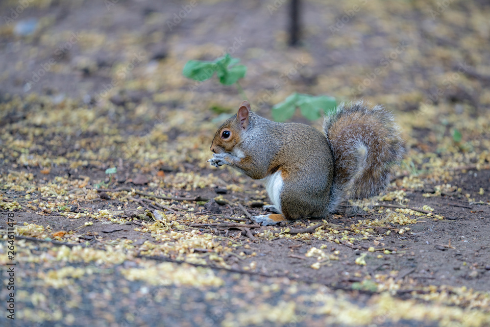 red squirrel eating a nut red squirrel eating a nut