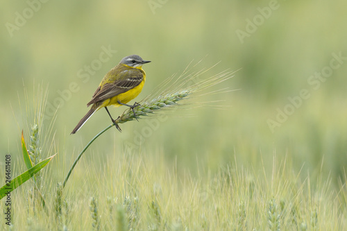 Yellow wagtail in grain field, Germany, Europe