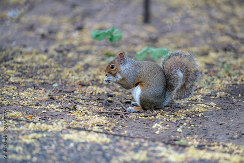 red squirrel eating a nut © Mariia