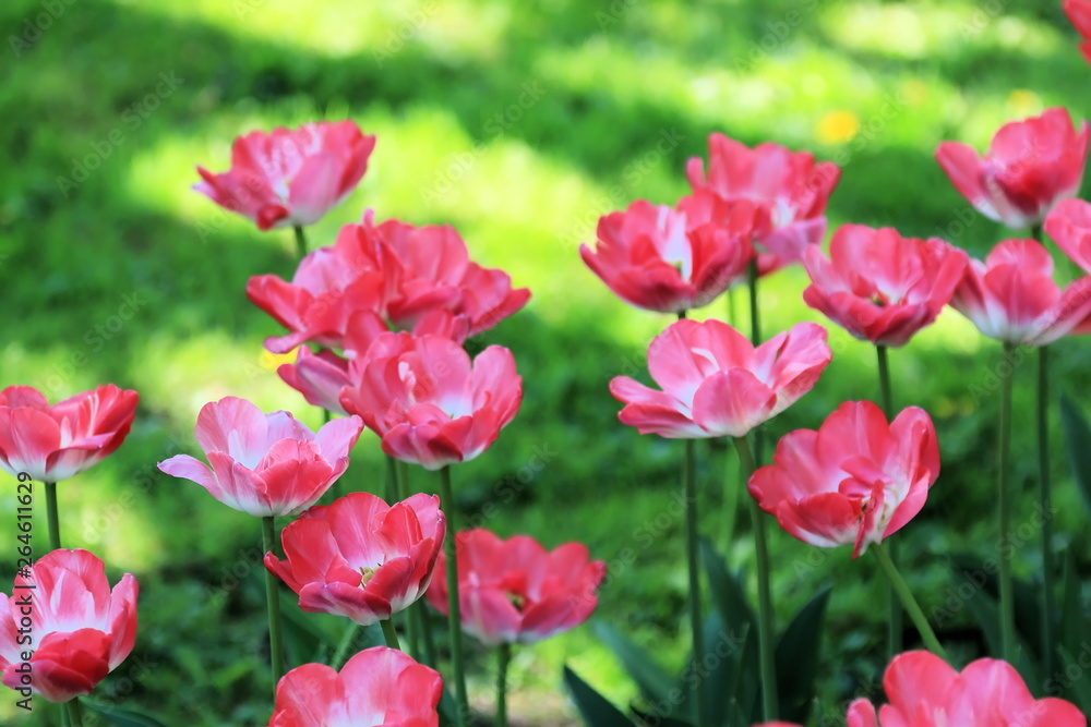 Beautiful blooming tulips Beautiful blooming tulips