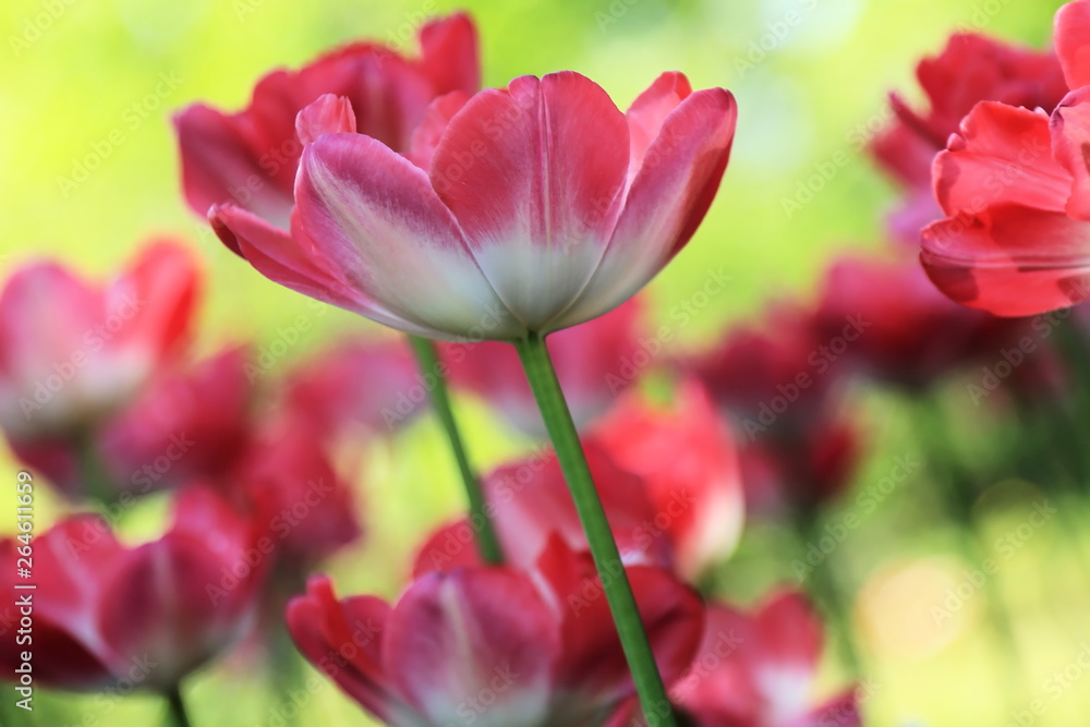 Beautiful blooming tulips