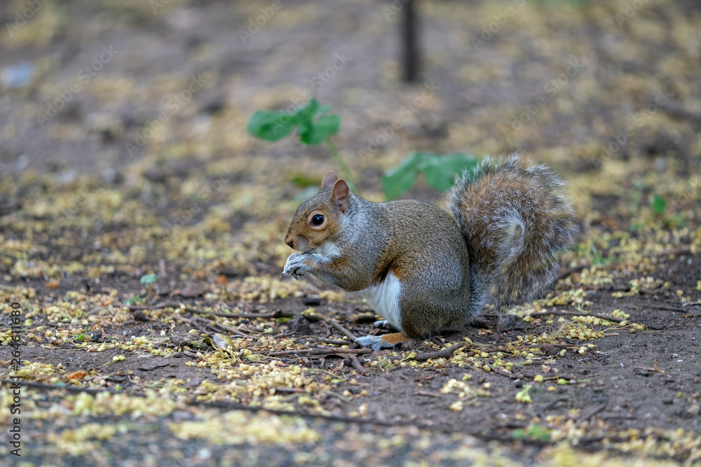 red squirrel eating a nut red squirrel eating a nut