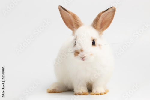 Little white rabbit sitting on isolated white background at studio. It s small mammals in the family Leporidae of the order Lagomorpha. Animal studio portrait.