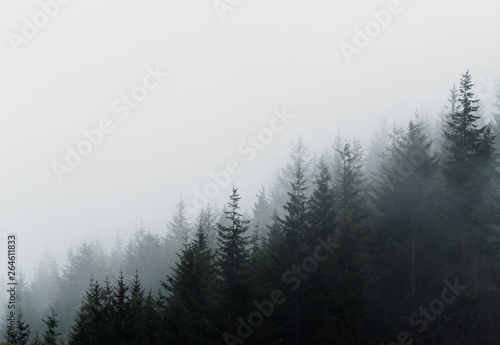 Wald im Nebel © tomtom747