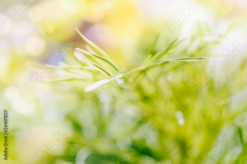 Abstract defocused nature background with green grass and bokeh