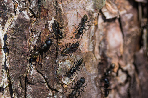 lasius ants on a dead tree branch wokring in team