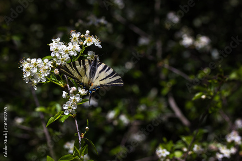 Machon - Papillo Machaon - fully grown harvesting pollen from a bloomed flower photo