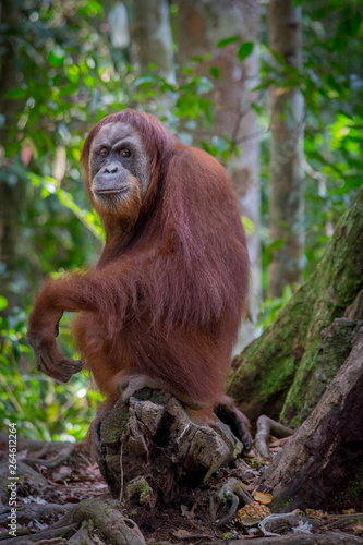 orangutanes en la selva de Sumatra