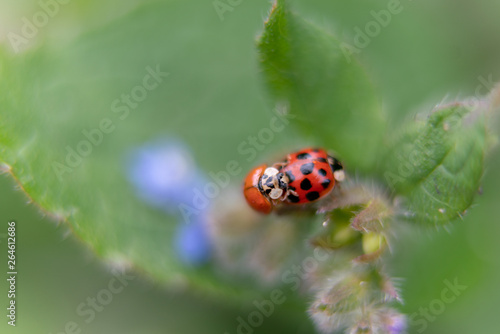 ladybug on a blue flower
