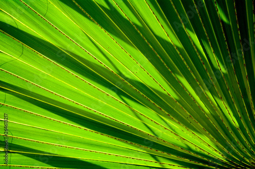 Lines and textures of Green Palm leaves