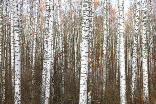 beautiful scene with birches in october among other birches with yellow birch leaves in birch grove