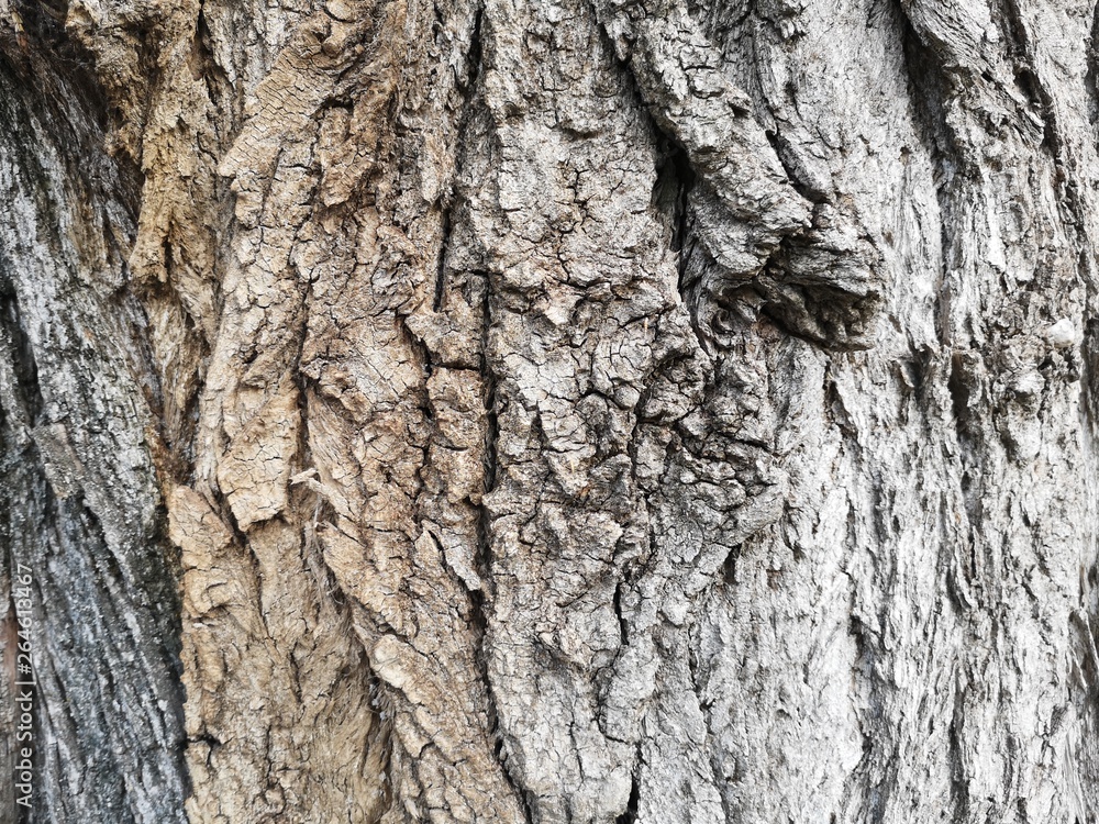 dav_21_texture, bark, tree, nature, abstract, wood, design dav_21_texture, bark, tree, nature, abstract, wood, design