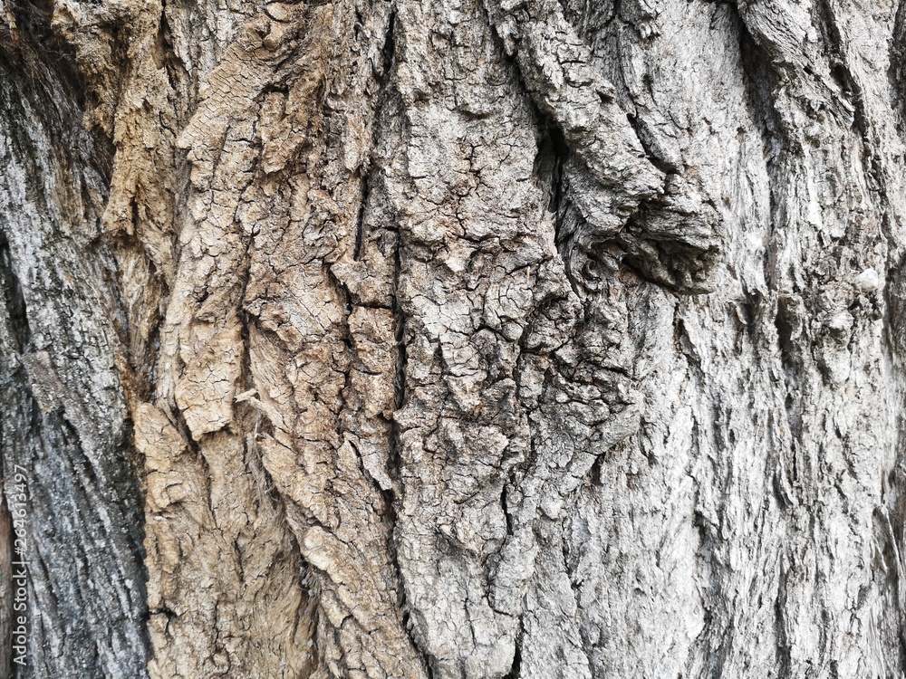 dav_18_texture, bark, tree, nature, abstract, wood, design dav_18_texture, bark, tree, nature, abstract, wood, design