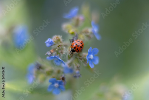 ladybug on a blue flower