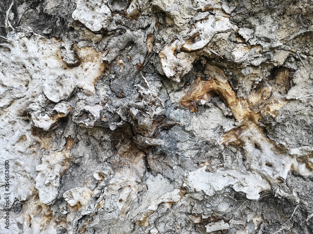 cof_3_texture, bark, tree, nature, abstract, wood, design