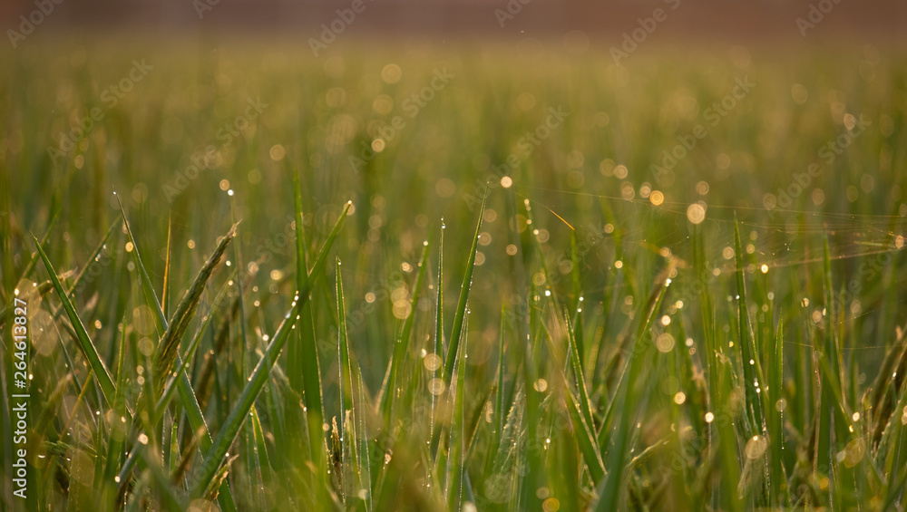 Close up green rice field with sunrise in the morning.