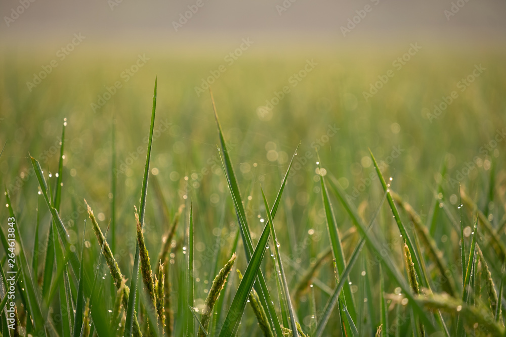 Close up green rice field with sunrise in the morning.