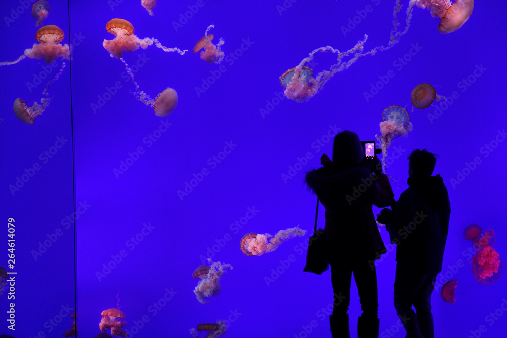 Woman with boy taking a cell phone photo of red Pacific Sea Nettles on blue background Toronto