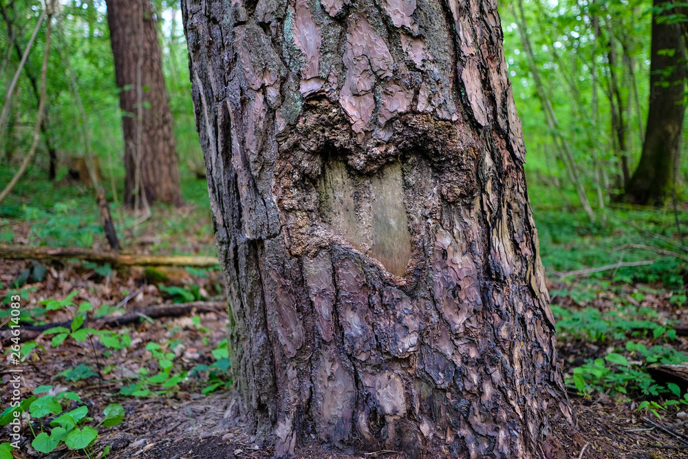 Herz Liebe Baumstamm