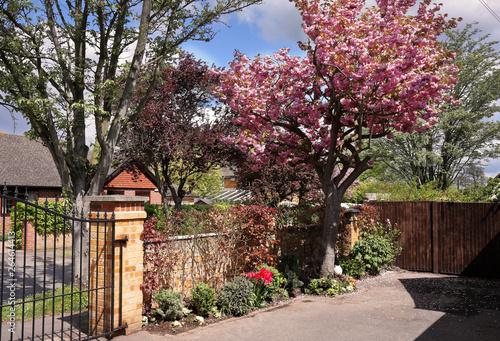English front garden in Spring with tree covered in pink cherry blossom