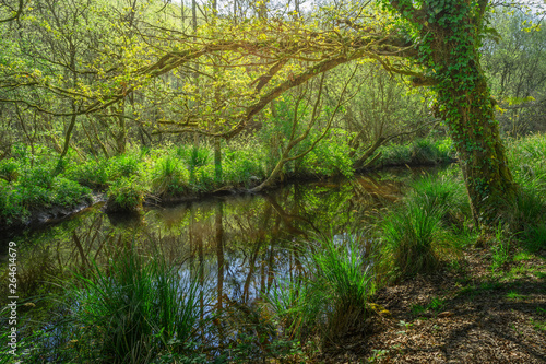 Landschaft schöner Auwald am Fluss Gegenlicht im Frühling - Landscape beautiful alluvial forest at the river Back light in spring © Fotoschlick