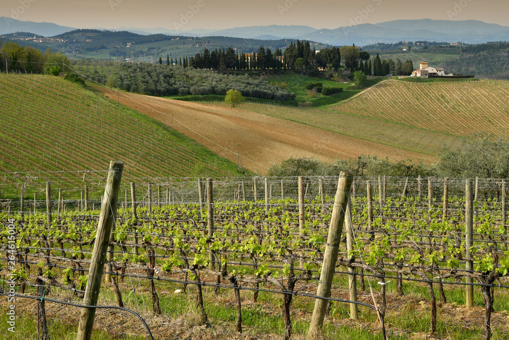 Florence, April 2019: Tuscany landscape  with hills and young green vineyards near Mercatale Val di Pesa (Florence) in spring season. Tuscany, Italy.