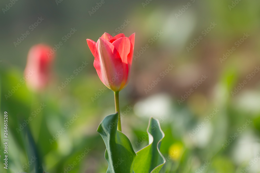 Red tulip in the flowergarden
