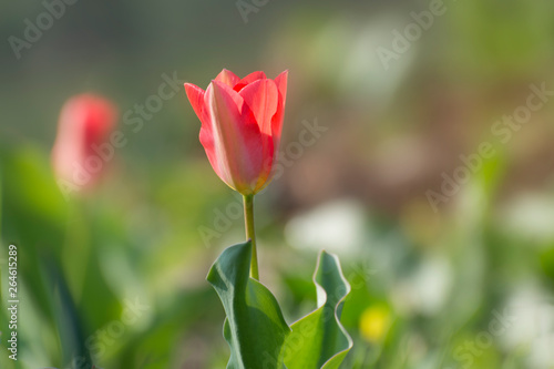 Red tulip in the flowergarden