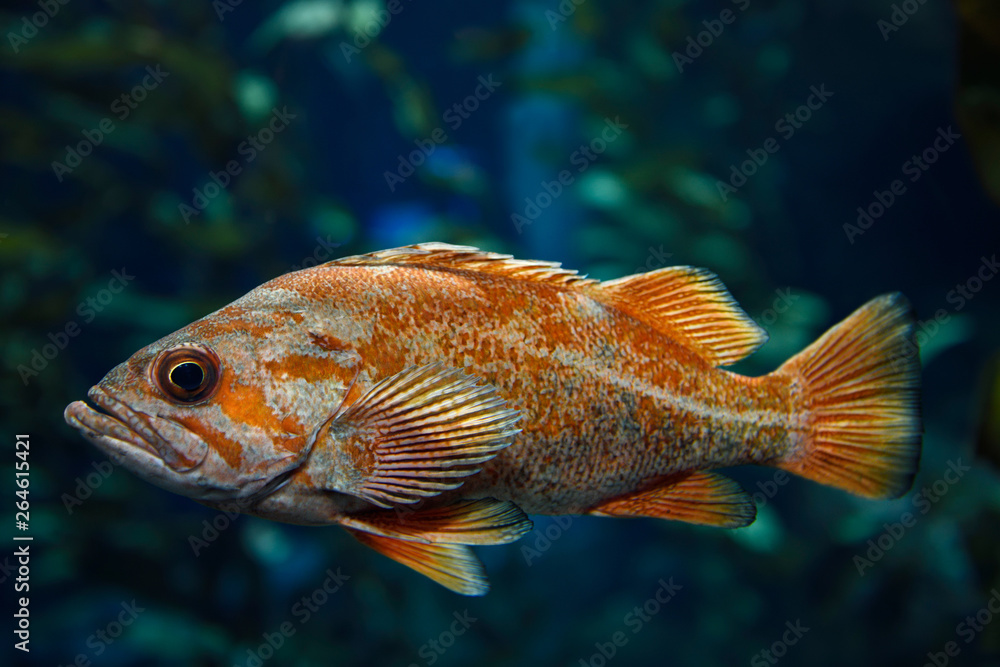 Orange Vermilion Rockfish Pacific ocean fish in kelp forest of the North  American coast Stock Photo | Adobe Stock
