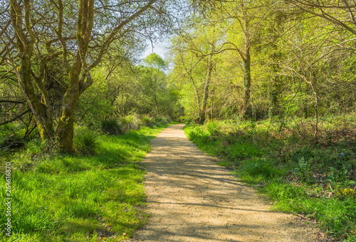 Sch  ner Wanderweg behindertengerecht rollstuhlgerecht durch Wald im Fr  hling - Beautiful hiking trail through forest in spring