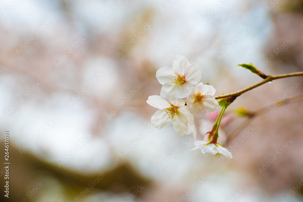 Cherry blossom in spring for background or copy space for text Cherry blossom in spring for background or copy space for text