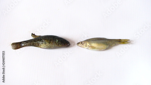 two fish Pseudorasbora parva and perccottus glenii on white photo